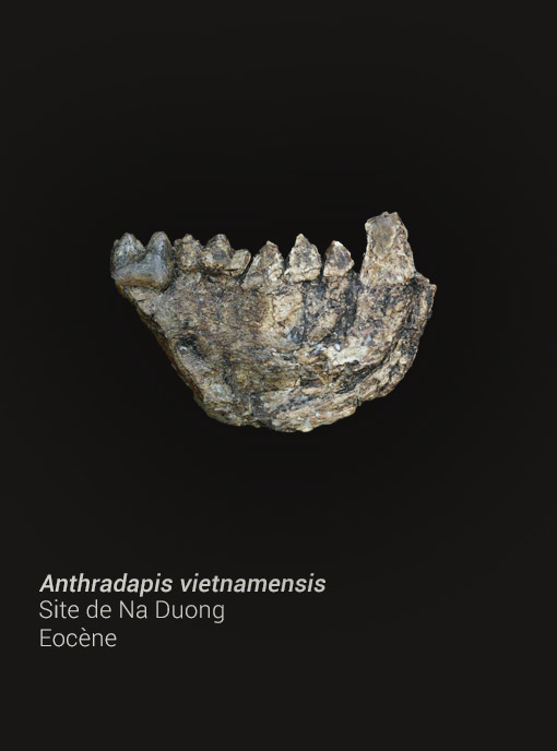 vietnam-mission-photo-verticale-3