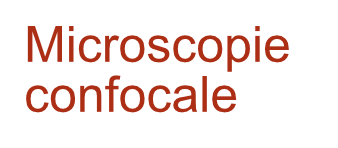 microscopie-confocale-header-legende-2026