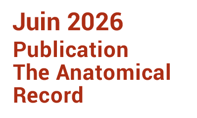 publi-the-anatomical-record-06-2026-legende-fr
