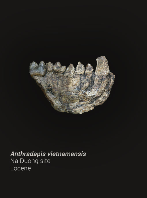 vietnam-mission-photo-verticale-en-1